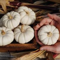 Pumpkins, Baby Boo (95 Days), Heirloom