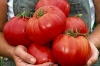 Tomato, Beefsteak, Crimson Cushion or Red Ponderosa (95-98 days), Heirloom