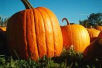Pumpkins, Big Max (120 Days), Heirloom