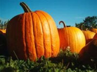 Pumpkins, Big Max (120 Days), Heirloom
