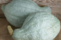 Squash - Winter Varieties