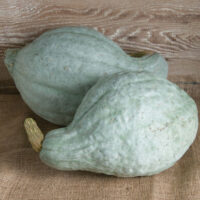 Squash, Blue Hubbard  (120 days), Heirloom