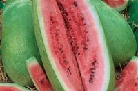 Watermelon, Charleston Gray (85 days), Heirloom
