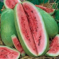Watermelon, Charleston Gray (85 days), Heirloom