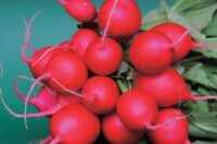 Radish, Cherry Belle (21 days), Heirloom