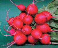 Radish, Cherry Belle (21 days), Heirloom