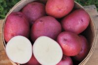 Potatoes, Chiefton (Mid Season), Certified