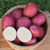 Potatoes, Chiefton (Mid Season), Certified