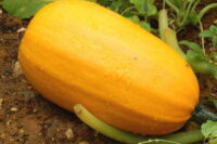 Squash, Spaghetti Squash (100 days), Heirloom