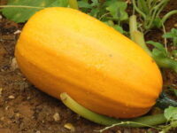 Squash, Spaghetti Squash (100 days), Heirloom