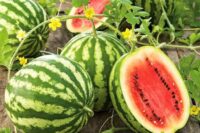 Watermelon, Crimson Sweet (85 days), Heirloom