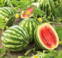 Watermelon, Crimson Sweet (85 days), Heirloom
