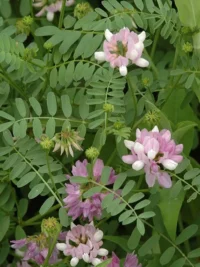Crown Vetch,  Penngift