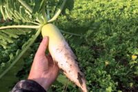 Radish - Forage