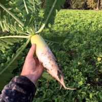 Radish, Daikon – Cover Crop