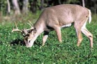 Bucks-A-Plenty