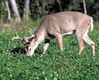 Bucks-A-Plenty