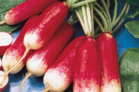 Radish, French Breakfast (24 days), Heirloom