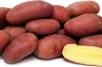 Potatoes, French Fingerling (Mid Long Season), Certified