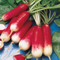 Radish, French Breakfast (24 days), Heirloom