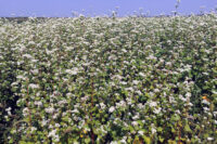 Buckwheat,  Common