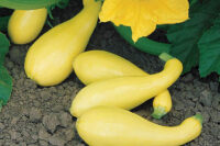 Squash - Summer Varieties
