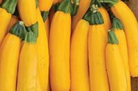 Squash, Gold Rush (49 days), Hybrid