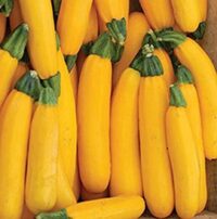 Squash, Gold Rush (49 days), Hybrid