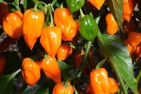 Pepper, Habanero Orange (95 Days), Heirloom