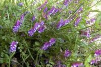 Vetch,  Hairy
