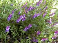 Vetch,  Hairy