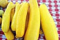 Squash, Golden Zucchini (55 days), Heirloom