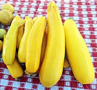 Squash, Golden Zucchini (55 days), Heirloom