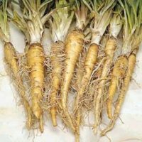 Salsify, Mammoth Sandwich Island (150-175 days), Heirloom