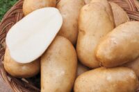 Potatoes, Katahdin (Late Season), Certified