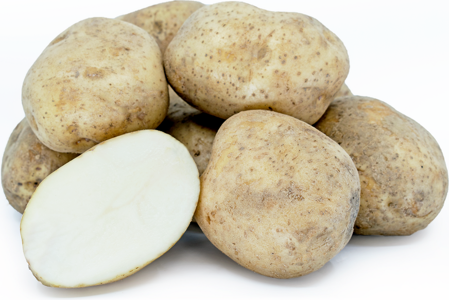 Potatoes, Kennebec (Mid Season), Certified