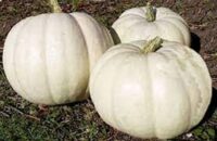 Pumpkins, Lumina (95 days), Heirloom