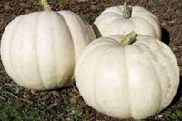 Pumpkins, Lumina (95 days), Heirloom