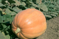 Pumpkins, Mammoth Gold (110 days), Heirloom
