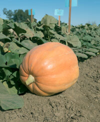 Pumpkins, Mammoth Gold (110 days), Heirloom