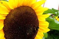 Sunflower, Russian Mammoth (105 days)