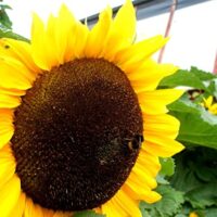Sunflower, Russian Mammoth (105 days)