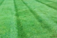Grass Mix,  Penn State Pro