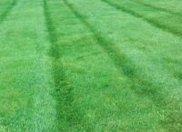 Grass Mix,  Penn State Pro