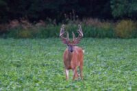 Deer & Turkey Food Plot Seed