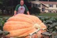 Pumpkins, Atlantic Giant (120 Days), Heirloom