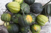 Squash, Acorn (85 days), Heirloom