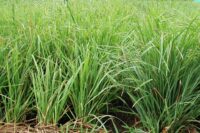 Orchardgrass,  Potomac
