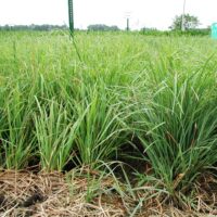 Orchardgrass,  Potomac