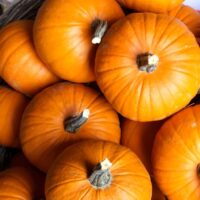Pumpkins, Small Sugar or New England Pie (108 days), Heirloom